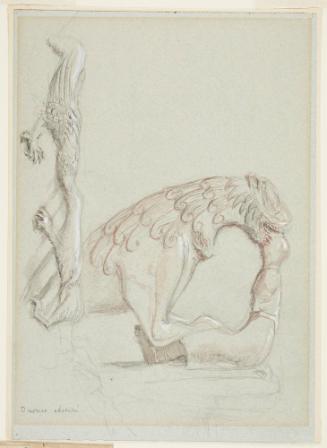 Study of Griffin from San Rufino, Assisi