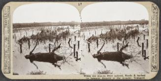 Realistic Travels Stereograph Set: Volume 1, Western Front 1914-15, # 17