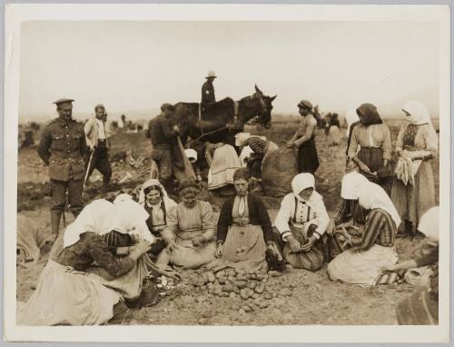 To give employment to the Macedonian women refugees the army service corps has started a potato farm-the women plant the potatos over ground that has been tilled by Bulgar & Turkish prisoners