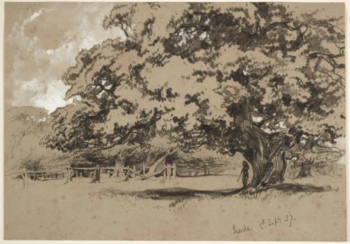 Oak Tree in Knole Park