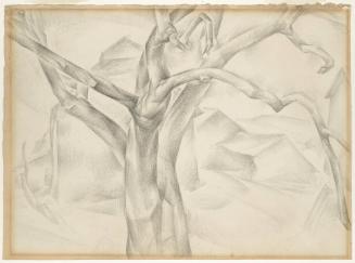 Untitled (Study of a Tree)