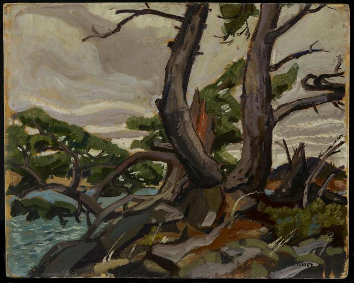 Sketch for "Old Pine, McGregor Bay"