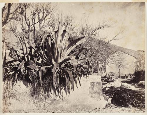 View of Aloes, Menton. 'C.N. Alois à Menton - Vers 1865'