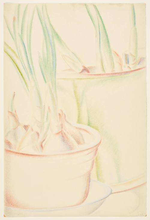 Still Life with Bulbs