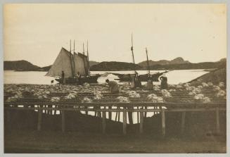 Spreading fish, Burgeo, Nfld. Photograph from Newfoundland Album, Collection of Canadian albums compiled by Edith S. Watson
