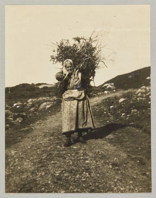 Spruce boughs for firewood in Path End, Burin. Photograph from Newfoundland Album, Collection of Canadian albums compiled by Edith S. Watson
