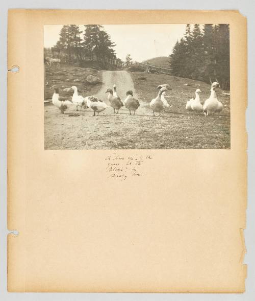 A line up" of the geese at the Petrie's" in Birchy Cove. Page 16 of Newfoundland from Collection of Canadian albums compiled by Edith S. Watson