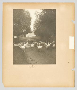 In the Lane at Petrie's. Page 15 of Newfoundland from Collection of Canadian albums compiled by Edith S. Watson
