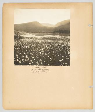 A daisy field. In the Codray Valley, at Little River. [Page 10 of Newfoundland from Collection of Canadian albums compiled by Edith S. Watson]