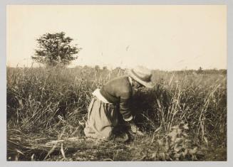 Sweet Grass culture at St. Francois, Que. Photograph from The Abenaki; from collection of Canadian albums compiled by Edith S. Watson, 1890s-1930s