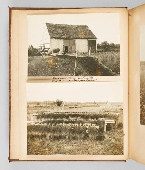 Sweetgrass drying near Pierreville to be made into sweetgrass baskets. Page 2 of The Abenaki; from collection of Canadian albums compiled by Edith S. Watson, 1890s-1930s