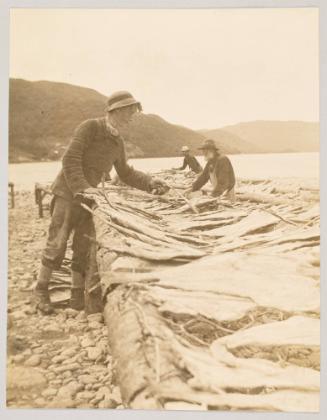 Spreading cod at South Bay, Ingonish, Cape Breton. Photograph from Fish; from collection of Canadian albums compiled by Edith S. Watson, 1890s-1930s