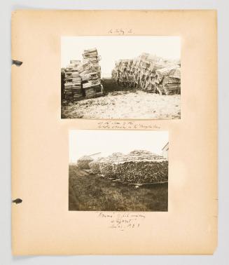 [Entry Island, Magdalens, and P.E.I.] Page 15 of Fish; from collection of Canadian albums compiled by Edith S. Watson, 1890s-1930s