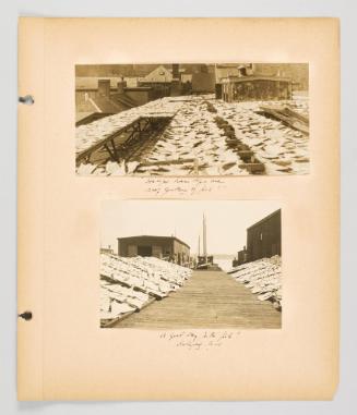 [Plentiful fish in Halifax] Page 13 of Fish; from collection of Canadian albums compiled by Edith S. Watson, 1890s-1930s