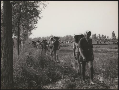 Rice farmers, Northern Italy
