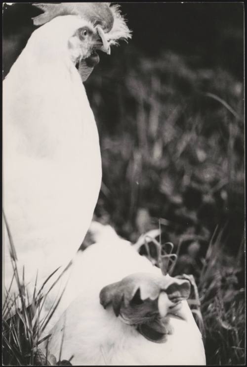 Two chickens on a farm specifically for breeding