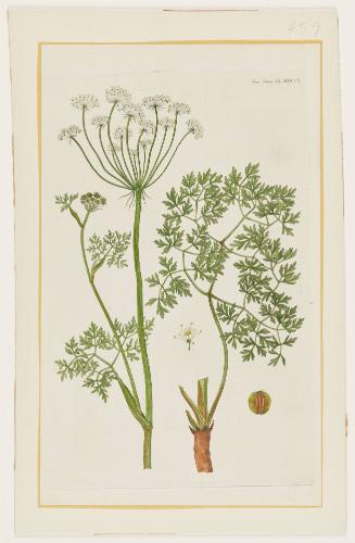 Peucedanum oreoselinum (L.) Moench, Flora Danica Tab. MDCCL
