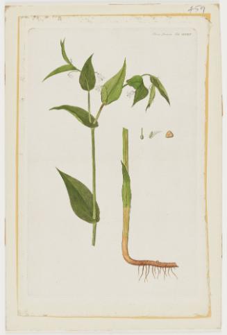 Uvularia amplexifolia (Streptopus distortus Michx.), Flora Danica Tab. MDXV
