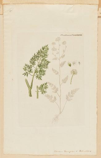 Selinum Carvifolia from Flora Danica Tab. DCLXVII