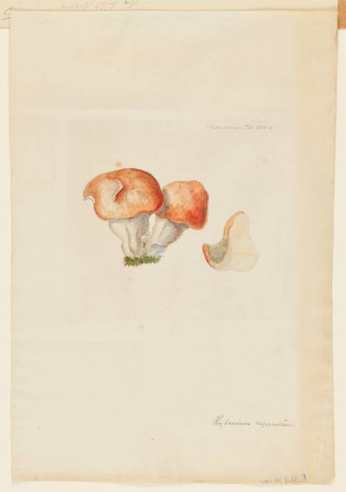 Hyndnum repandum L. from Flora Danica Tab. CCCX