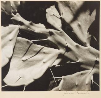 [Prickly Cactus Leaves]