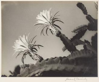 [Cactus of 2 Flowers]