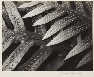 Plant Form Leaves with Circular Protrusion