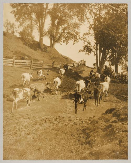 "The cows are coming home", in St. Joachim, Que.
