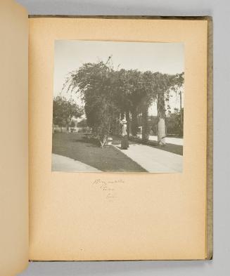 Bougainvillea, Cerro, Cuba [Page 45 of Victoria Hayward album]