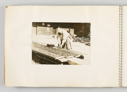 [Woman processing mushrooms in trays, page 42 of The Doukhobors I album]