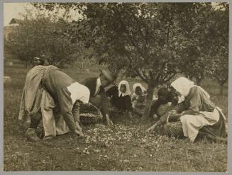 Harvesting plums in the Doukhobor Community, B.C.