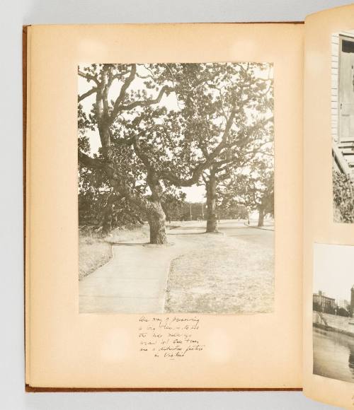 One way of preserving a big tree is to let the side walk go around it! Oak trees are a distinctive feature in Victoria [Page 46 in Victoria, BC album]