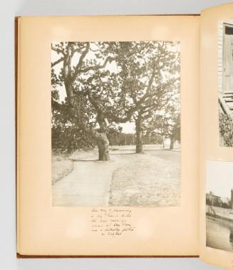 One way of preserving a big tree is to let the side walk go around it! Oak trees are a distinctive feature in Victoria [Page 46 in Victoria, BC album]