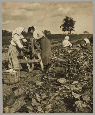 Bunching up rhubarb for market on a Kildonan truck farm
