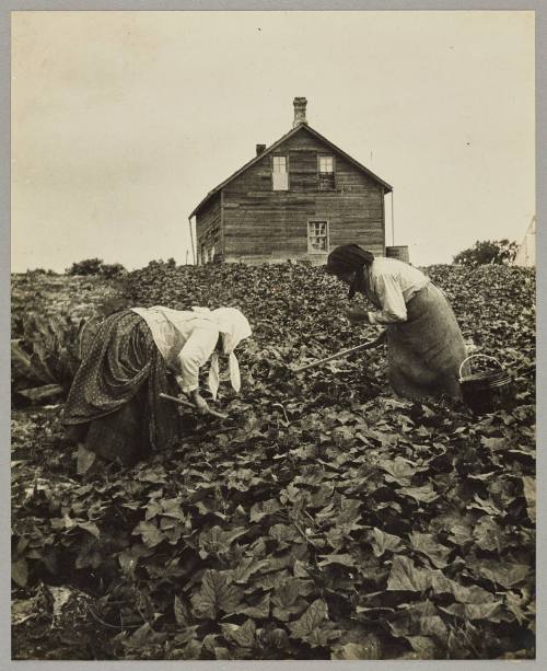 In the cucumber patch, Kildonan truck farm near Winnipeg Man.

