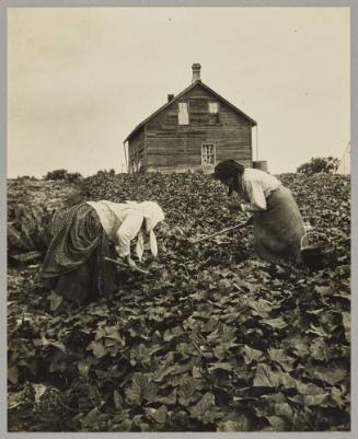 In the cucumber patch, Kildonan truck farm near Winnipeg Man.
