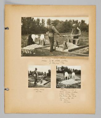 [Itaian Onions in Manitoba] [Page 27 of New Canadians album]
