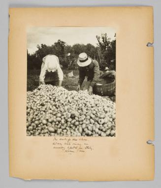 The seeds for these clean, silvery white onions, are annually imported from Italy. Kildonan, Man. [Page 26 of New Canadians album]
