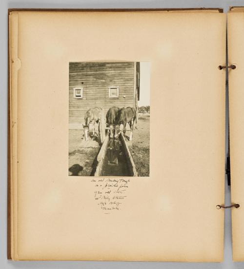 An old drinking trough on a prairie farm year old calfs at High Bluff, Manitoba [Page 20 of Wells and Pots]