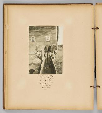 An old drinking trough on a prairie farm year old calfs at High Bluff, Manitoba [Page 20 of Wells and Pots]