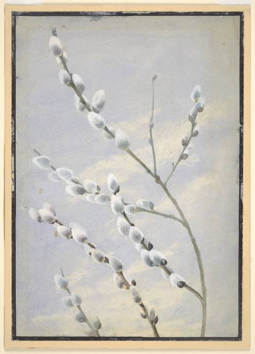 Pussy Willow