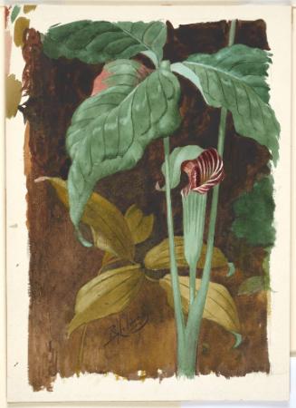 Jack-in-the-Pulpit II