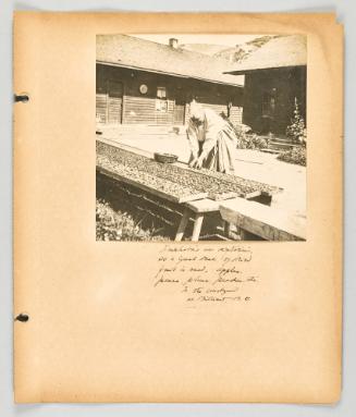 Doukhobors are vegetarians, so a great deal of dried fruit is used. Apples, pears, plums, peaches, etc. In the courtyard at Brilliant, B.C [Page 45 of The Doukhobors II album]