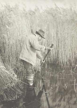 Cutting the Gladdon   Plate no.32 from "Life and Landscape on the Norfolk Broads"