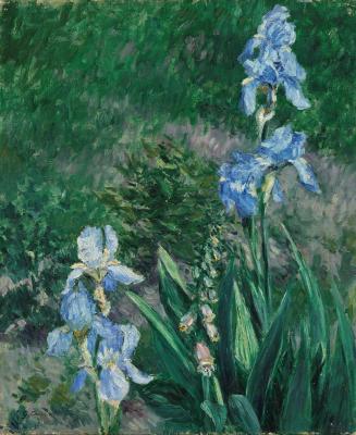 Iris bleus, jardin du Petit Gennevilliers