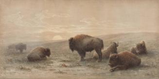 American Bison, Moonlight