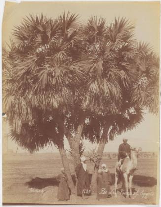 De [dri Toum (Dendur Tomb?)] of Egypte[sic]