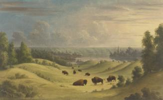 Landscape in The Foothills with Buffalo Resting