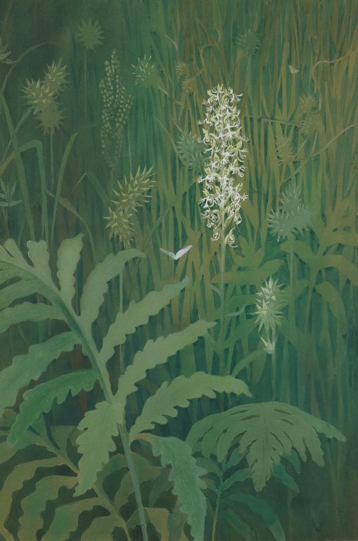 Ragged Orchis