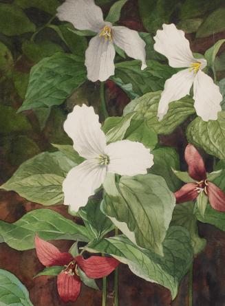 Trilliums